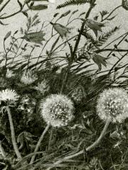 <a href="http://wolfgang-willrich.de/page/werkverzeichnis/nach-motiven/natur-und- landschaft/Bildausschnitt.php" target="_self">Weitere Informationen - bitte hier klicken
</a>