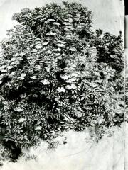 <a href="http://wolfgang-willrich.de/page/werkverzeichnis/nach-motiven/natur-und- landschaft/Blumenkissen.php" target="_self">Weitere Informationen - bitte hier klicken
</a>