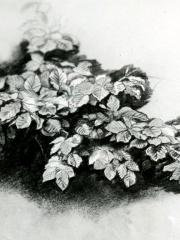 <a href="http://wolfgang-willrich.de/page/werkverzeichnis/nach-motiven/natur-und- landschaft/Buchenblaetter_2.php" target="_self">Weitere Informationen - bitte hier klicken
</a>