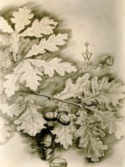 <a href="http://wolfgang-willrich.de/page/werkverzeichnis/nach-motiven/natur-und- landschaft/Eichenzweig.php" target="_self">Weitere Informationen - bitte hier klicken
</a>