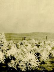 <a href="http://wolfgang-willrich.de/page/werkverzeichnis/nach-motiven/natur-und- landschaft/Obstbluete.php" target="_self">Weitere Informationen - bitte hier klicken
</a>